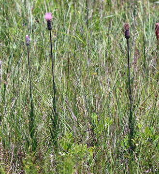 Image of Le Conte's thistle