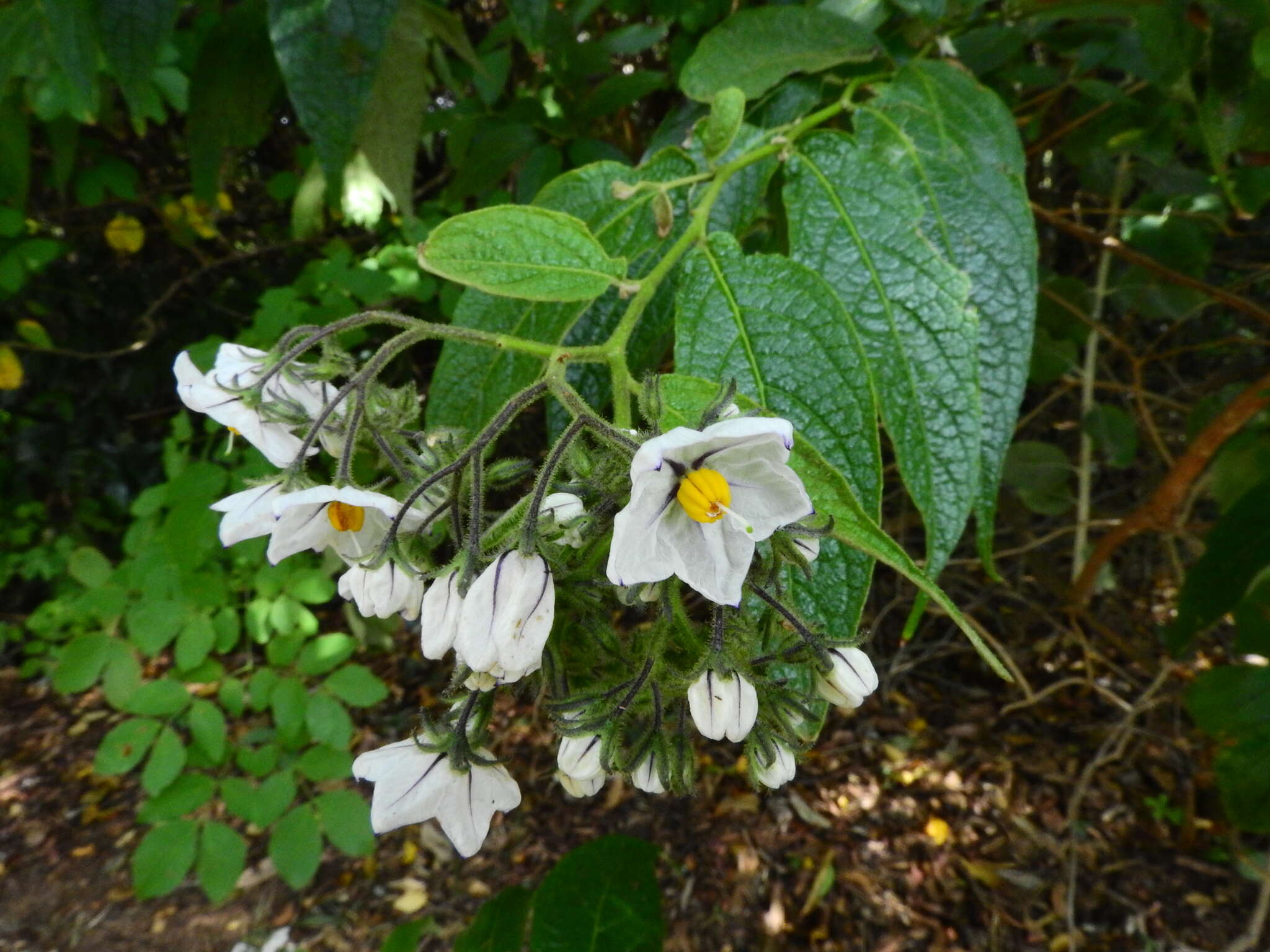 Image of Solanum concinnum Schott ex Sendtn.