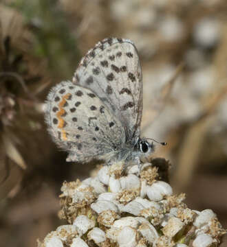 Image of Smith's blue butterfly