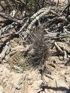 Image of Chihuahuan Fishhook Cactus