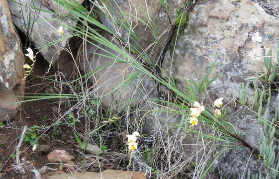 Image of Freesia refracta (Jacq.) Klatt