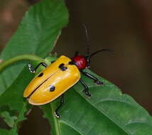 Image of Alurnus batesii Baly 1864