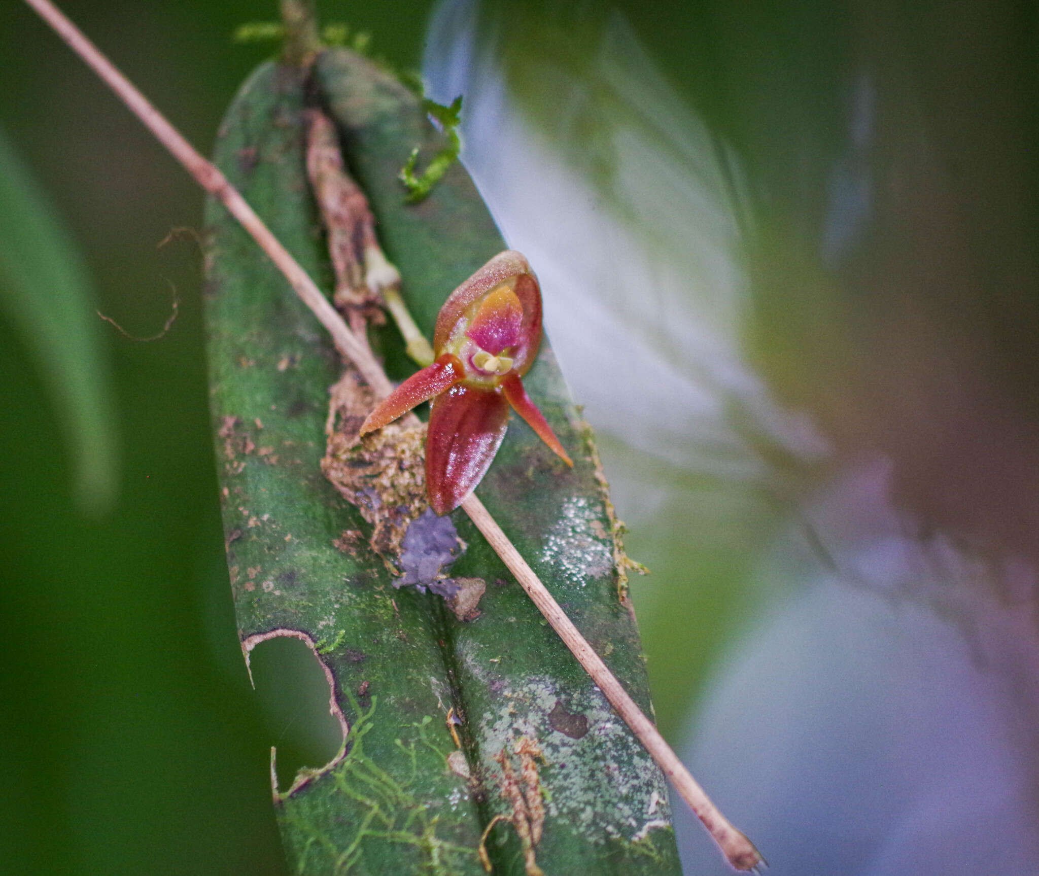 Image of Pleurothallis variabilis Luer