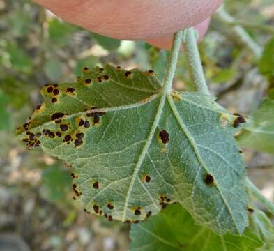 Image of Puccinia malvacearum Bertero ex Mont. 1852