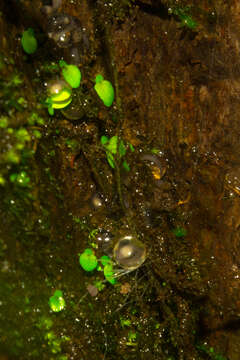 Image of Amboli leaping frog