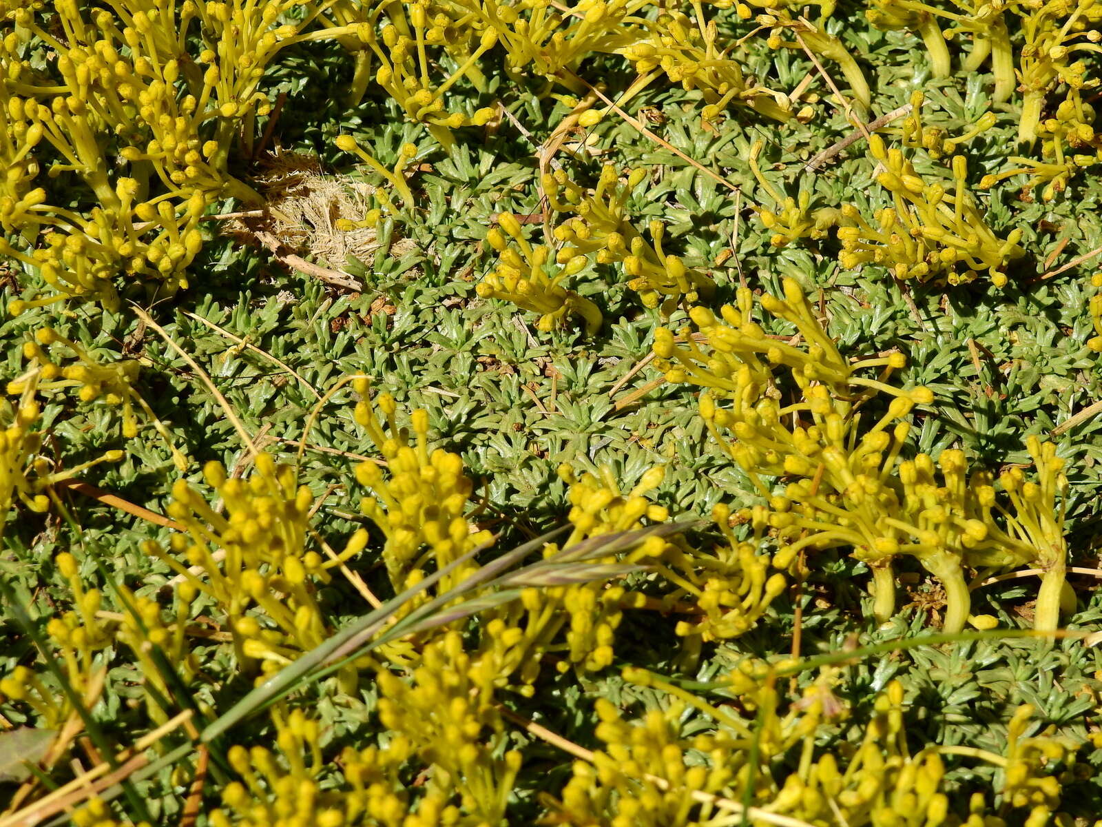 Imagem de Azorella trifurcata (Gaertn.) Pers.