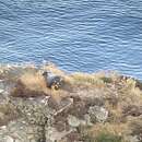 Image of Eurasian peregrine falcon