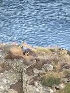 Image of Eurasian peregrine falcon