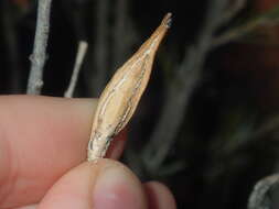 Image de Eremophila youngii F. Muell.