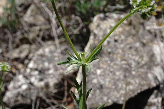 Image of Valerianella uncinata (Bieb.) Dufresne