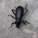 Imagem de Eleodes (Eleodes) obscura glabriuscula Blaisdell 1925