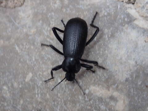 Imagem de Eleodes (Eleodes) obscura glabriuscula Blaisdell 1925