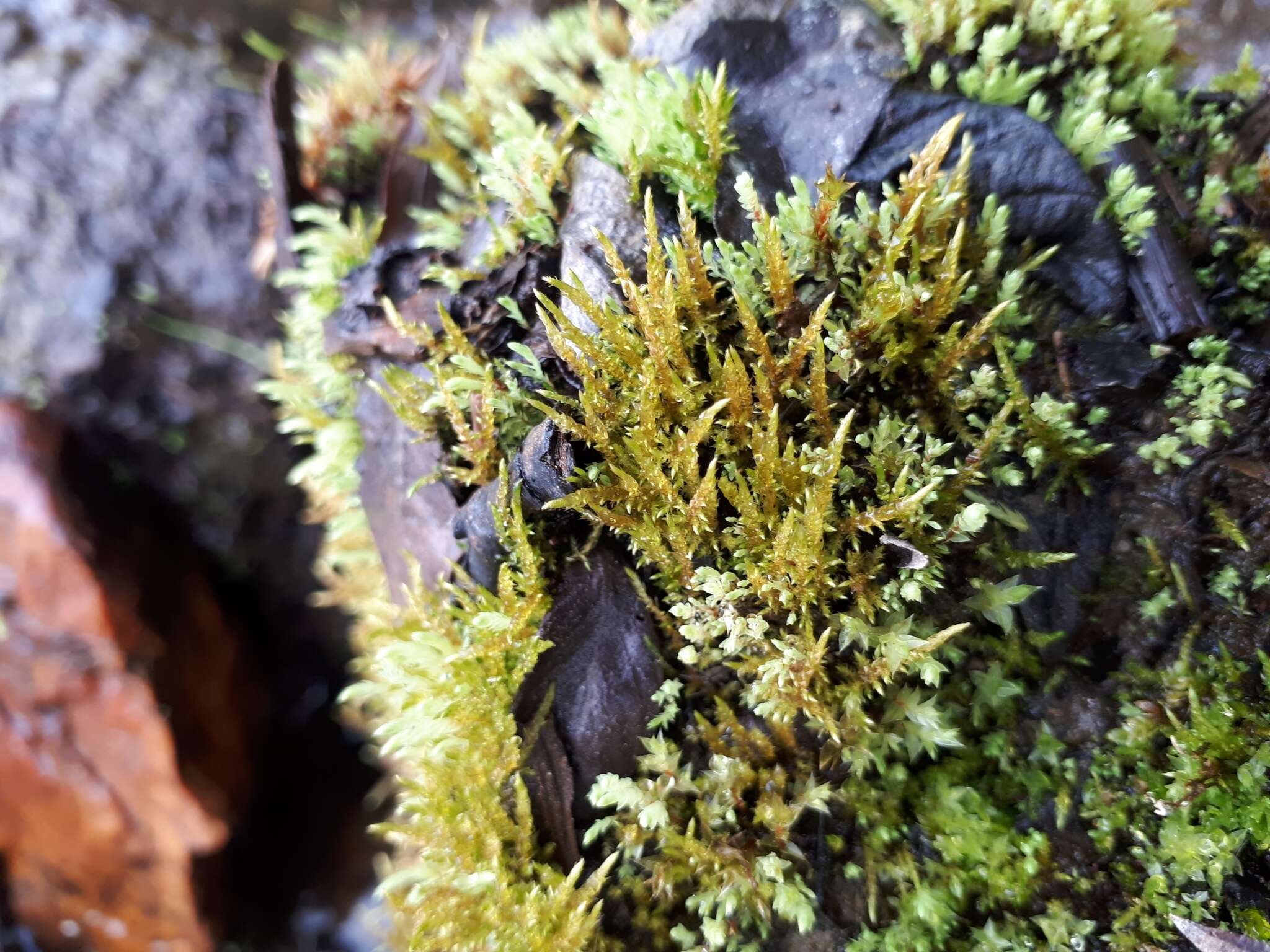 Image of giant calliergon moss