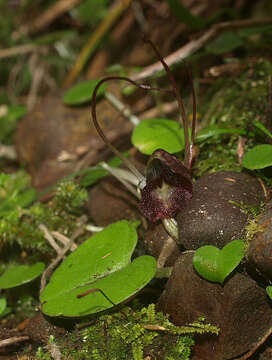 Image of Corybas macranthus (Hook. fil.) Rchb. fil.