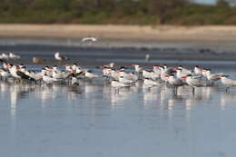 Image of West African Crested Tern