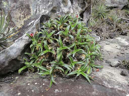 Image of Barbacenia blanchetii Goethart & Henrard