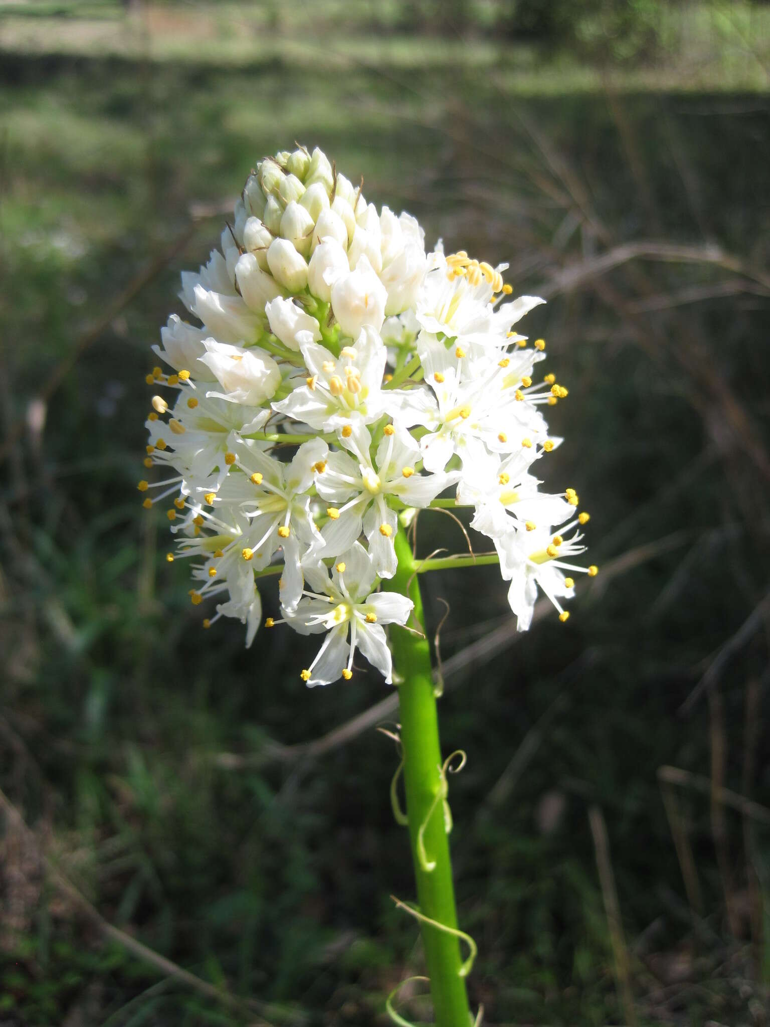 Image of Nuttall's deathcamas