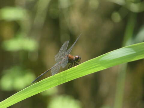 Image of Orthemis concolor Ris 1919