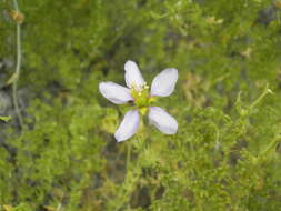 Image of Fagonia palmeri Vasey & N. E. Rose