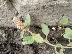 Image of largefruit amaranth