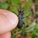 Image of Carabus (Orinocarabus) carinthiacus Sturm 1815