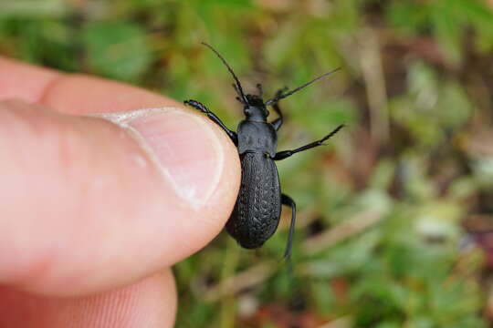 Image of Carabus (Orinocarabus) carinthiacus Sturm 1815