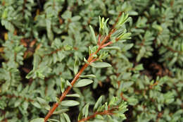 Image of Pimelea prostrata subsp. vulcanica C. J. Burrows