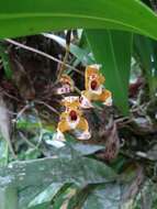 Image of Maxillaria picta Hook.