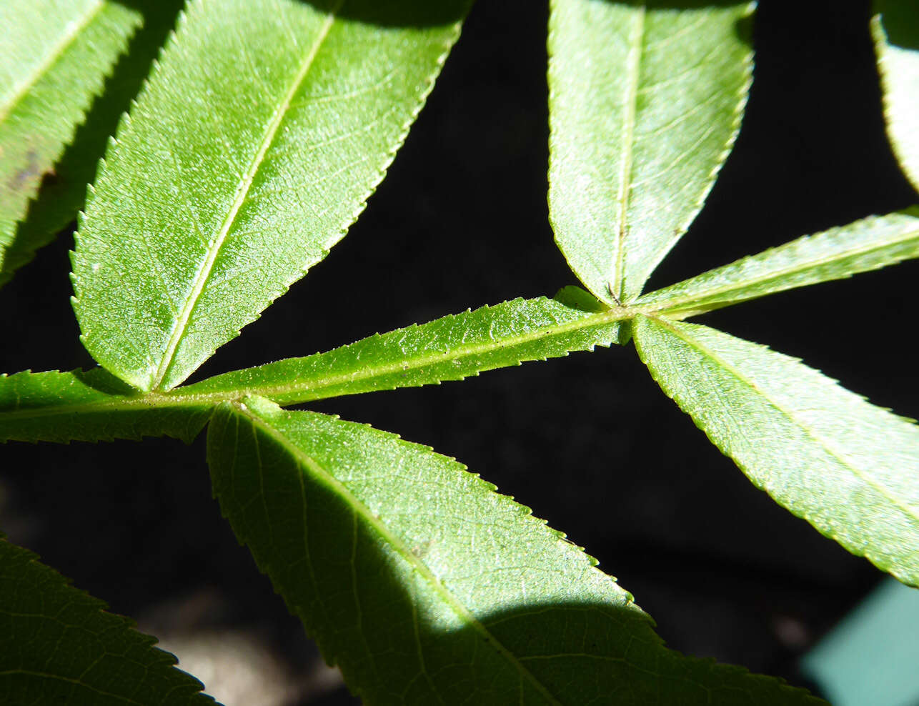 Слика од Pterocarya stenoptera C. DC.