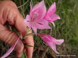 Image of Gladiolus microcarpus G. J. Lewis