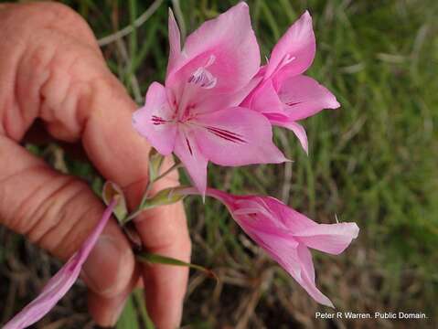 Imagem de Gladiolus microcarpus G. J. Lewis