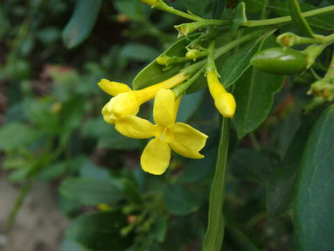 Image of Chrysojasminum odoratissimum (L.) Banfi