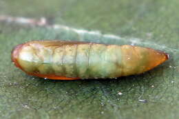 Imagem de Argyresthia goedartella Linnaeus 1758