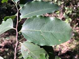 Image of silky celtis