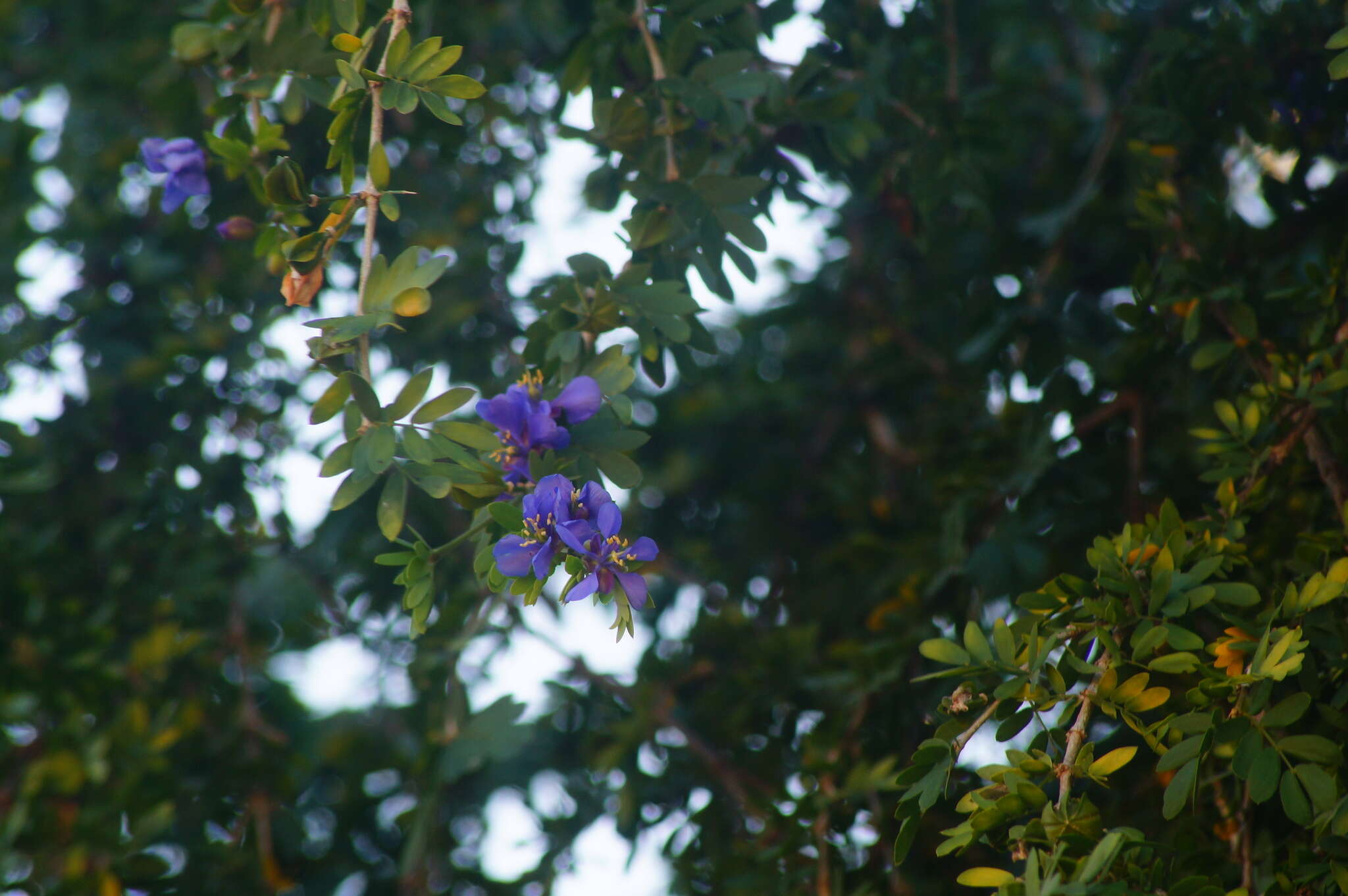 Sivun Guaiacum coulteri A. Gray kuva