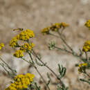 Achillea leptophylla Bieb. resmi