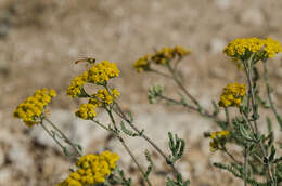 Image of Achillea leptophylla Bieb.