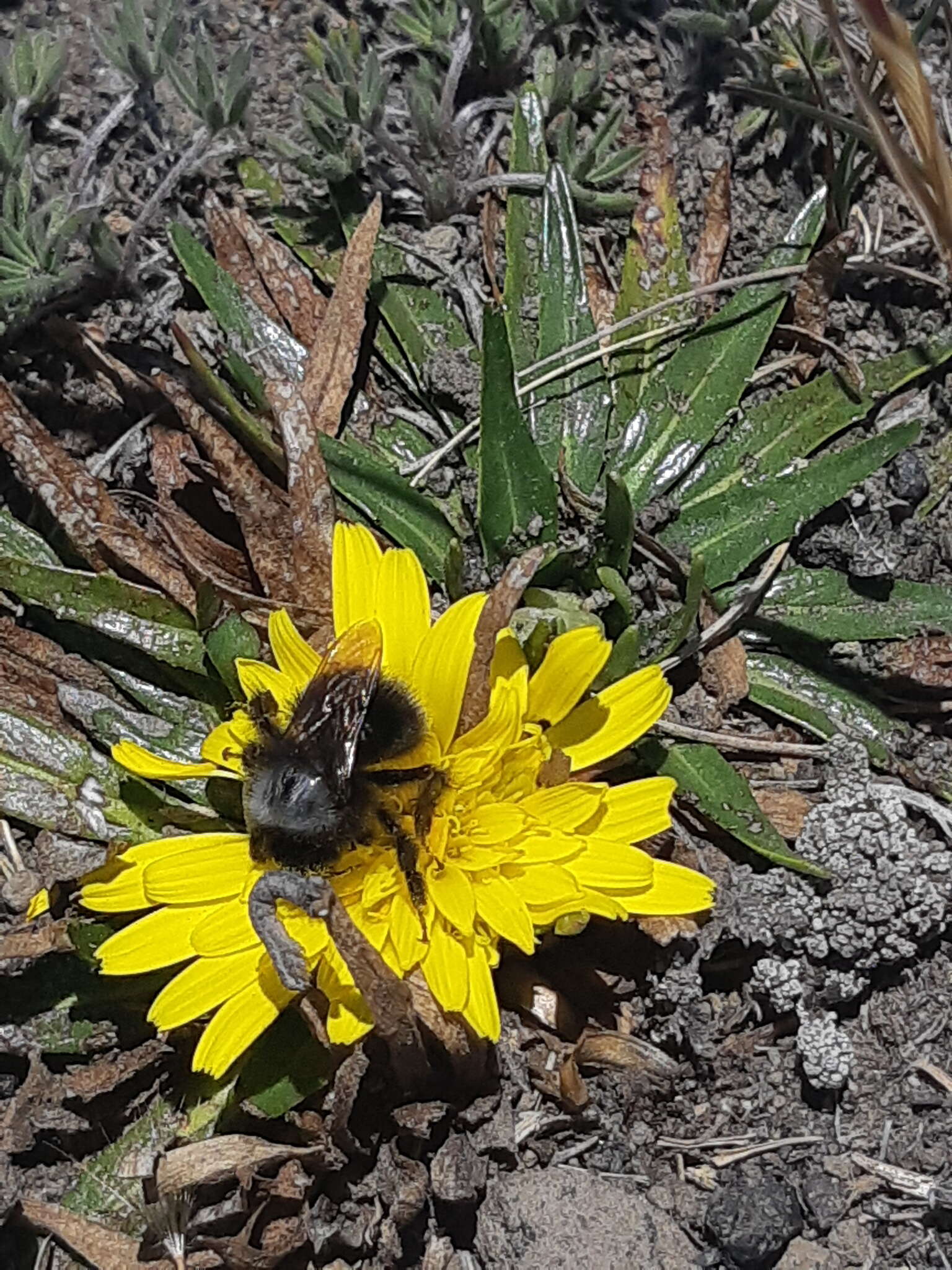 Image of Bombus funebris Smith 1854