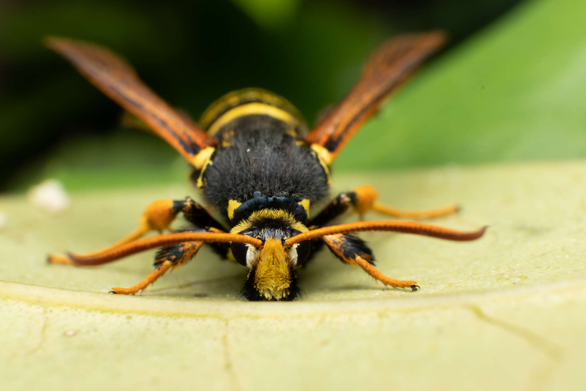 Image of Paranthrene tabaniformis synagriformis Rambur