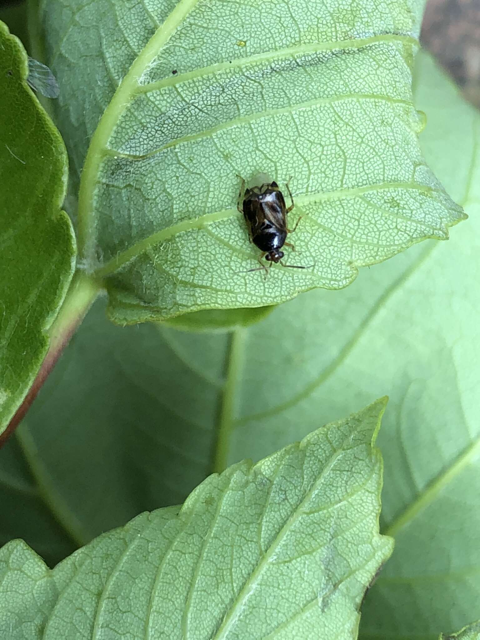 Deraeocoris lutescens (Schilling 1837)的圖片