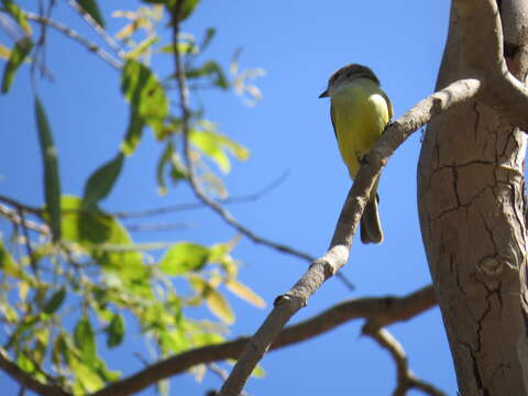 Image of Lemon-bellied Flycatcher