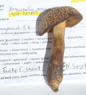 Cyanoboletus rainisiae (Bessette & O. K. Mill.) Gelardi, Vizzini & Simonini 2014 resmi