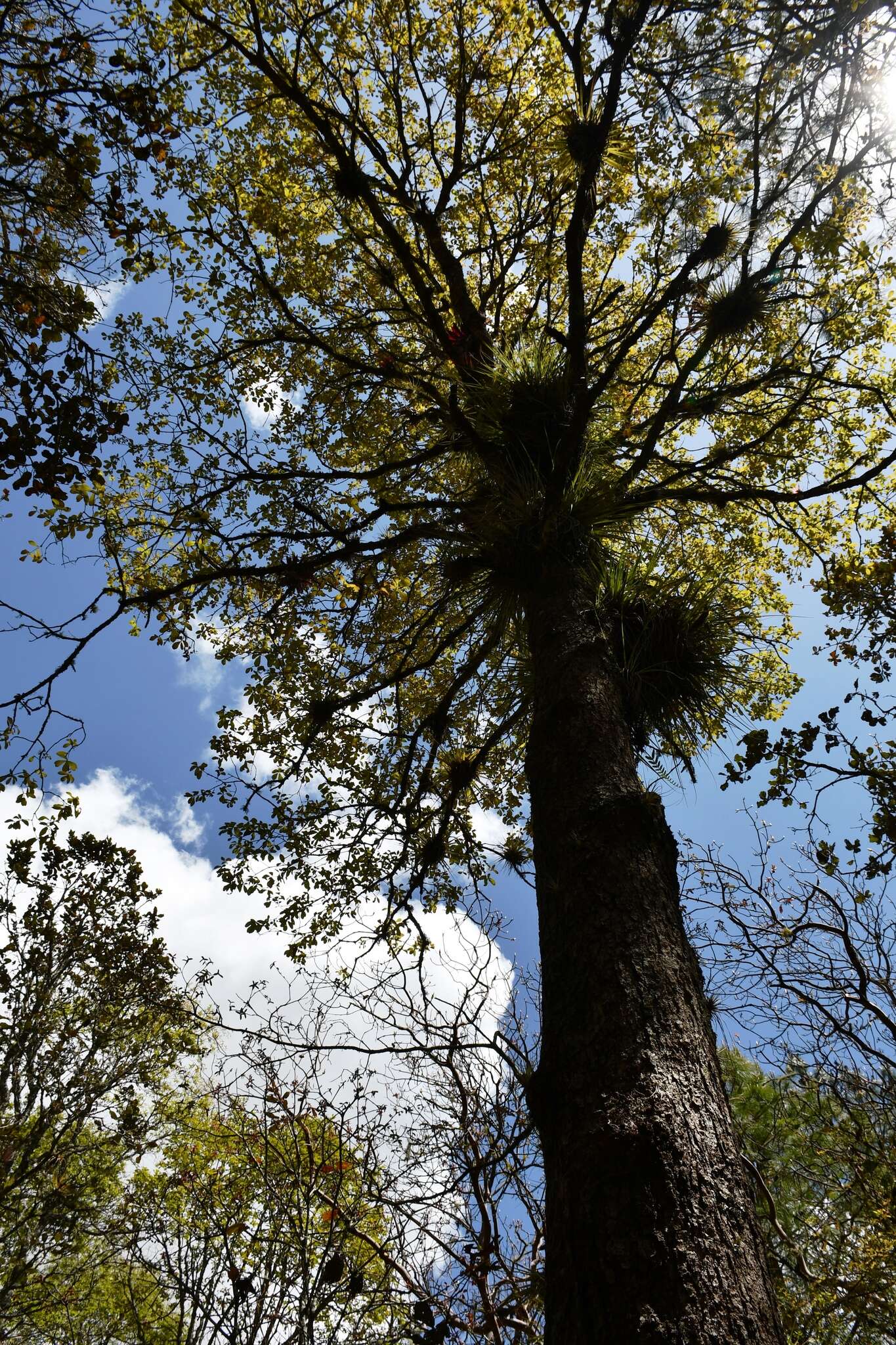 Слика од Quercus segoviensis Liebm.