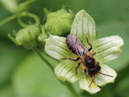 Image of Andrena florea Fabricius 1793