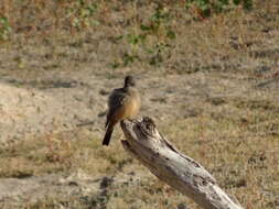 Image of Say's Phoebe