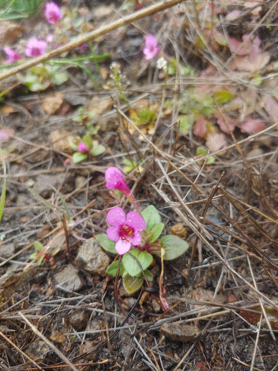 Image of Congdon's Monkey-Flower