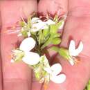 Imagem de Pelargonium ribifolium Jacq.