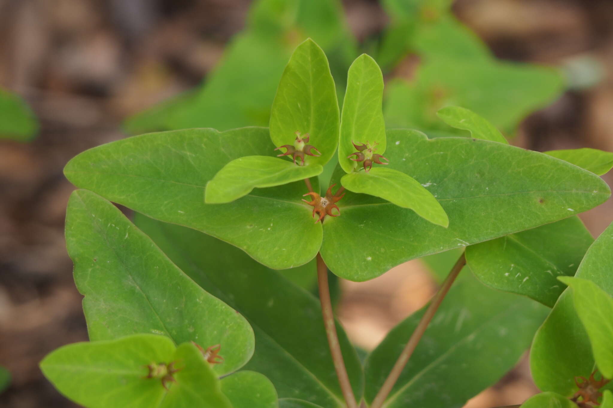 Image of Siebold's spurge