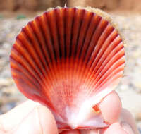 Image of austral scallop