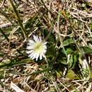 Pappochroma nitidum (S. J. Forbes) G. L. Nesom resmi